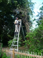 Marc pruning Depelta
